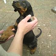 Dobermann Torontos Xenta *R.I.P.*