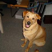 Blanding af racer Sally