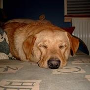 Blanding af racer Sally