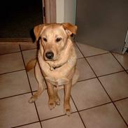 Blanding af racer Sally