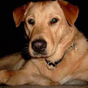 Blanding af racer Sally