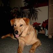 Blanding af racer Sally