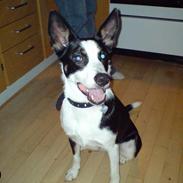 Blanding af racer Bella