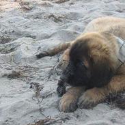 Leonberger weikas haydn (monrad)