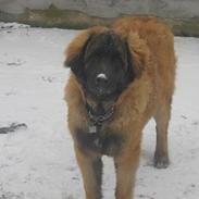 Leonberger weikas haydn (monrad)