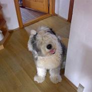 Old english sheepdog Thomsen