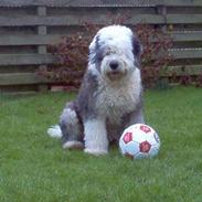 Old english sheepdog Thomsen