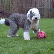 Old english sheepdog Thomsen