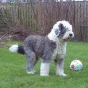 Old english sheepdog Thomsen