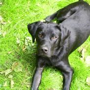 Labrador retriever Tyson