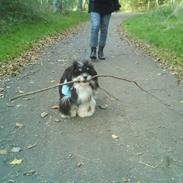 Lhasa apso Joey