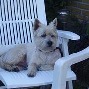 Cairn terrier vaks