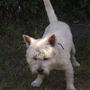 Cairn terrier vaks