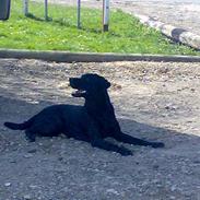 Labrador retriever Nedergaard´s Trulli