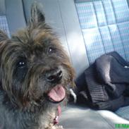 Cairn terrier Emil