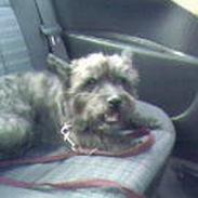 Cairn terrier Emil