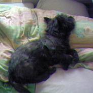 Cairn terrier Emil