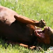 Dobermann Chanti