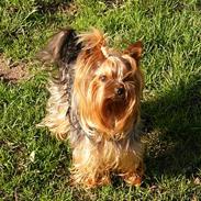 Yorkshire terrier Evita