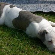 Amerikansk bulldog Chica