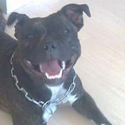 Staffordshire bull terrier sookie