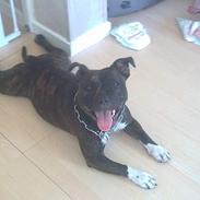 Staffordshire bull terrier sookie
