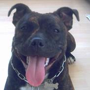 Staffordshire bull terrier sookie