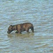 Staffordshire bull terrier sookie