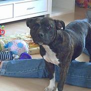 Staffordshire bull terrier sookie