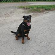 Rottweiler Rico