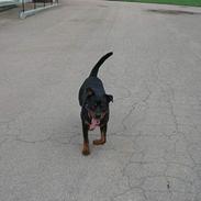 Rottweiler Rico