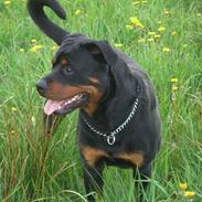 Rottweiler Rico