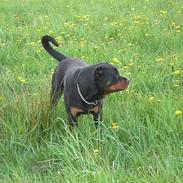 Rottweiler Rico