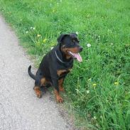 Rottweiler Rico