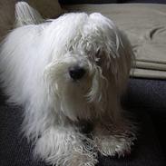 Coton de tulear Eddie