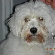 Coton de tulear Eddie
