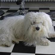 Coton de tulear Eddie