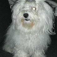 Coton de tulear Eddie