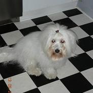 Coton de tulear Eddie