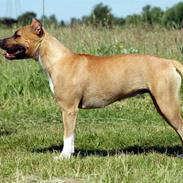 Amerikansk staffordshire terrier Frida