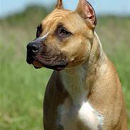 Amerikansk staffordshire terrier Frida