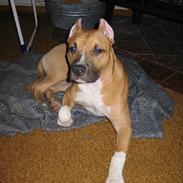 Amerikansk staffordshire terrier Frida