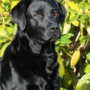 Labrador retriever KBHVV2017 Lotus