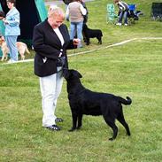 Labrador retriever KBHVV2017 Lotus