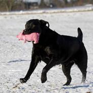 Labrador retriever KBHVV2017 Lotus