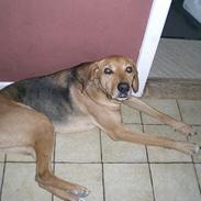 Blanding af racer BASSE