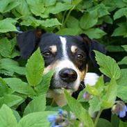 Dansk svensk gaardhund Gismo