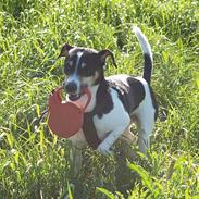 Dansk svensk gaardhund Gismo
