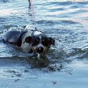 Dansk svensk gaardhund Gismo