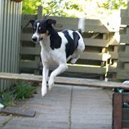 Dansk svensk gaardhund Gismo